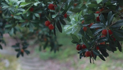 金融助力 共赴“梅”好