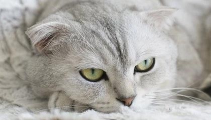 河南省委金融办吴建武：强化金融支持举措 赋能民营经济发展